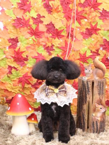 20241113コアくん